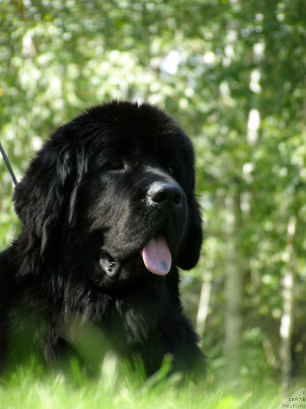 Фото: ньюфаундленд Chernaya Mafia Maybe She Will (Черная Мафия Маубе Ше Вилл)