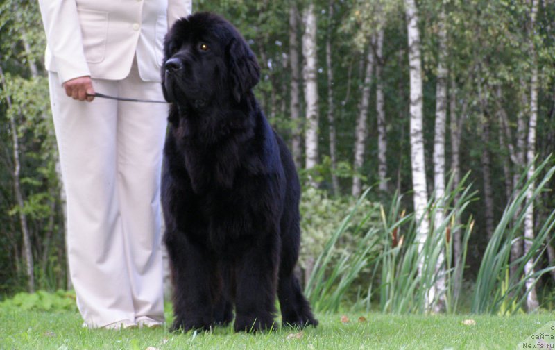 Фото: ньюфаундленд Chernaya Mafia Maybe She Will (Черная Мафия Маубе Ше Вилл)