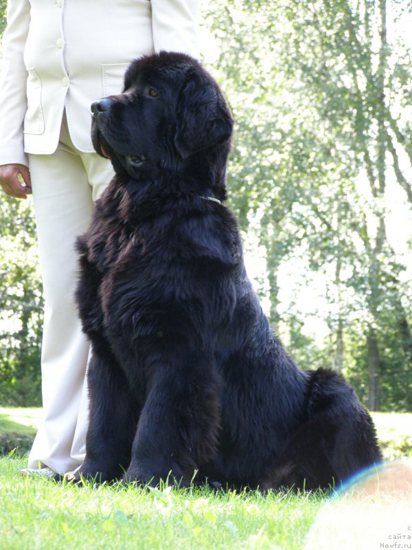 Фото: ньюфаундленд Chernaya Mafia Maybe She Will (Черная Мафия Маубе Ше Вилл)