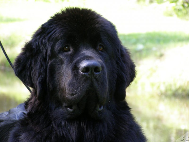 Фото: ньюфаундленд Chernaya Mafia Maybe She Will (Черная Мафия Маубе Ше Вилл)