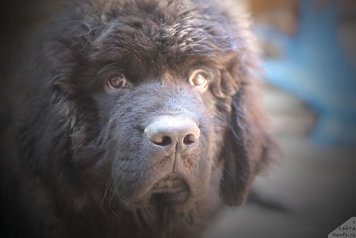 Фото: ньюфаундленд Yanita s Berega Dona (Янита с Берега Дона)