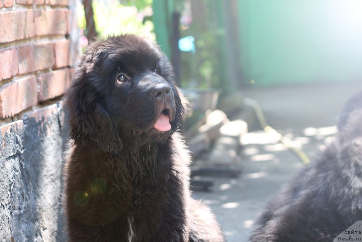 Фото: ньюфаундленд Yanaya s Berega Dona (Яная с Берега Дона)