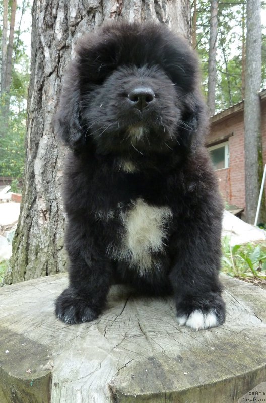 Фото: ньюфаундленд Super Premium Regata (Супер Премиум Регата)