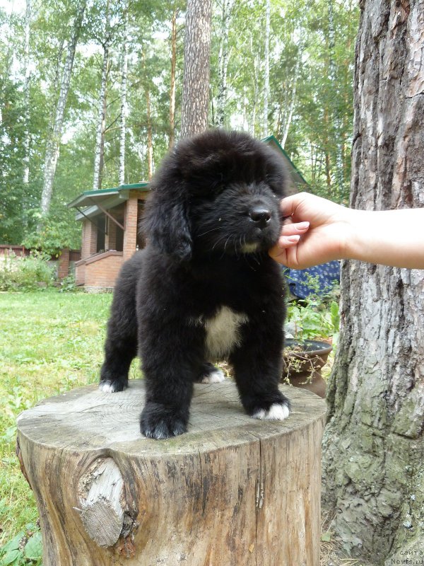 Фото: ньюфаундленд Super Premium Regata (Супер Премиум Регата)