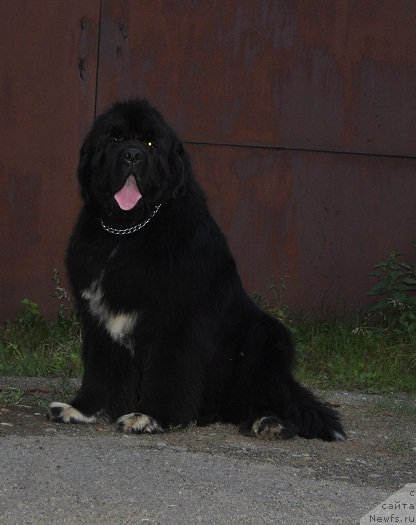 Фото: ньюфаундленд Promise To Love Midnight Bear (Promise To Love Midnight Bear)