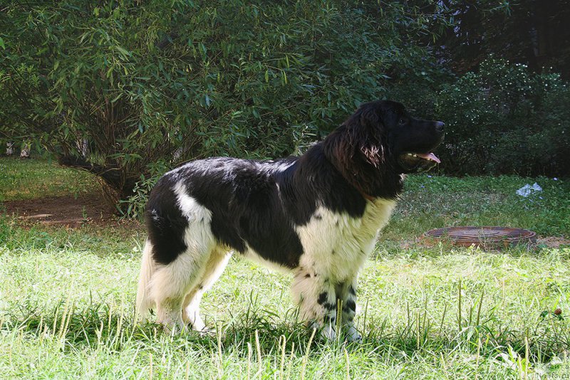 Фото: ньюфаундленд Sent Djons Inspiryeyshn (Сент Джонс Инспирэйшн)