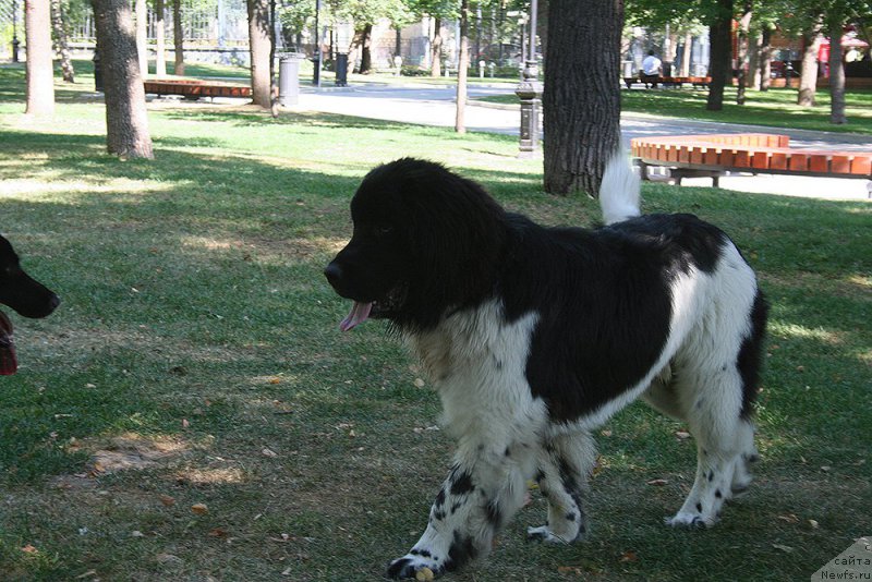 Фото: ньюфаундленд Sent Djons Inspiryeyshn (Сент Джонс Инспирэйшн)