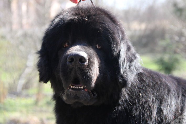 Фото: ньюфаундленд Eseniya (Есения)