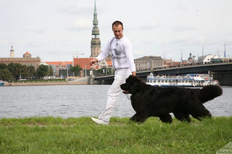 Фото: ньюфаундленд Sent Djons Handsel for Me (Сент Джонс Хендсел фо Ми), Aleksandr Rozenfel'd (Александр Розенфельд)