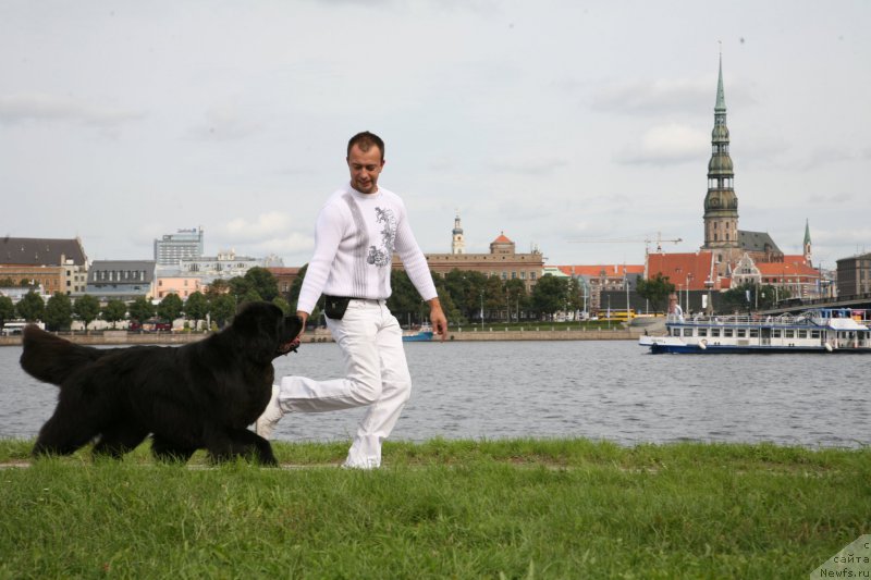 Фото: ньюфаундленд Sent Djons Handsel for Me (Сент Джонс Хендсел фо Ми), Aleksandr Rozenfel'd (Александр Розенфельд)