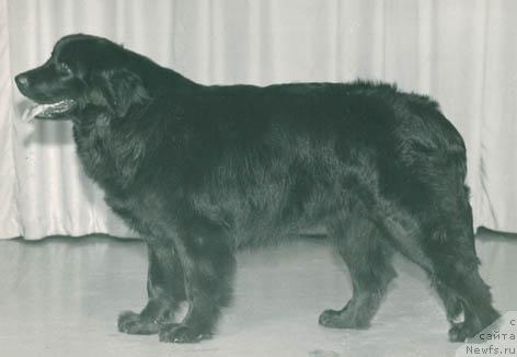 Фото: ньюфаундленд Vilta (Вилта)