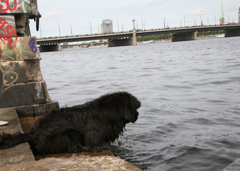 Фото: ньюфаундленд Sent Djons Handsel for Me (Сент Джонс Хендсел фо Ми)