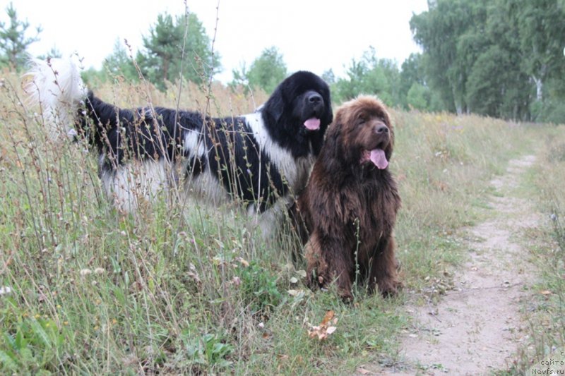 Фото: ньюфаундленд Barhatka Roskoshnaya (Бархатка Роскошная), ньюфаундленд CHernyiy SHarm Vellington (Черный Шарм Веллингтон)