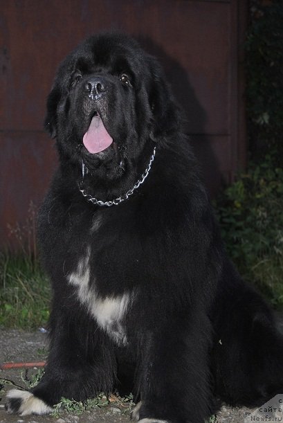 Фото: ньюфаундленд Promise To Love Midnight Bear (Promise To Love Midnight Bear)