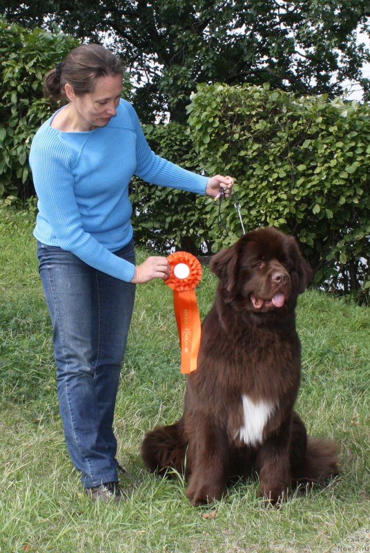 Фото: ньюфаундленд Aquatoriya Kelvin Heather Honey (Акватория Келвин Хизер Хани), Inga Goncharenko (Инга Гончаренко)