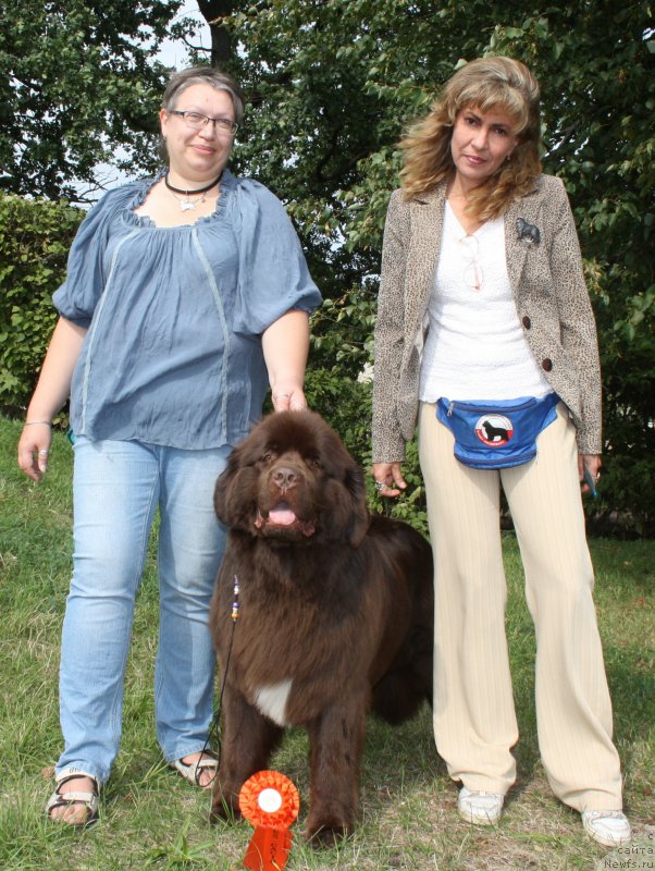 Фото: ньюфаундленд Aquatoriya Kelvin Heather Honey (Акватория Келвин Хизер Хани), Ekaterina Benken (Екатерина Бенкен), YUliana Nikiforova (Юлиана Никифорова)