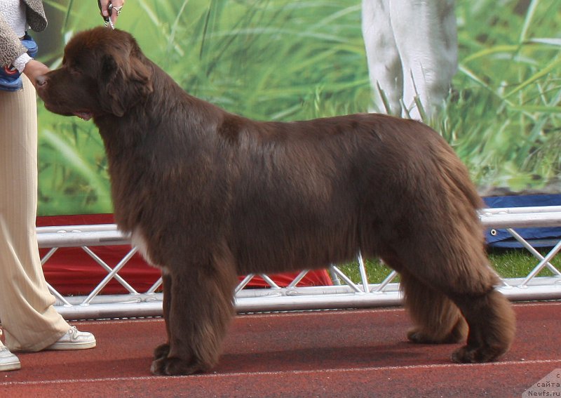 Фото: ньюфаундленд Aquatoriya Kelvin Heather Honey (Акватория Келвин Хизер Хани)