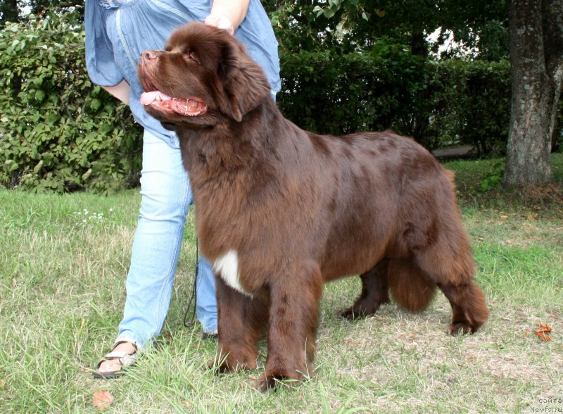 Фото: ньюфаундленд Aquatoriya Kelvin Heather Honey (Акватория Келвин Хизер Хани)