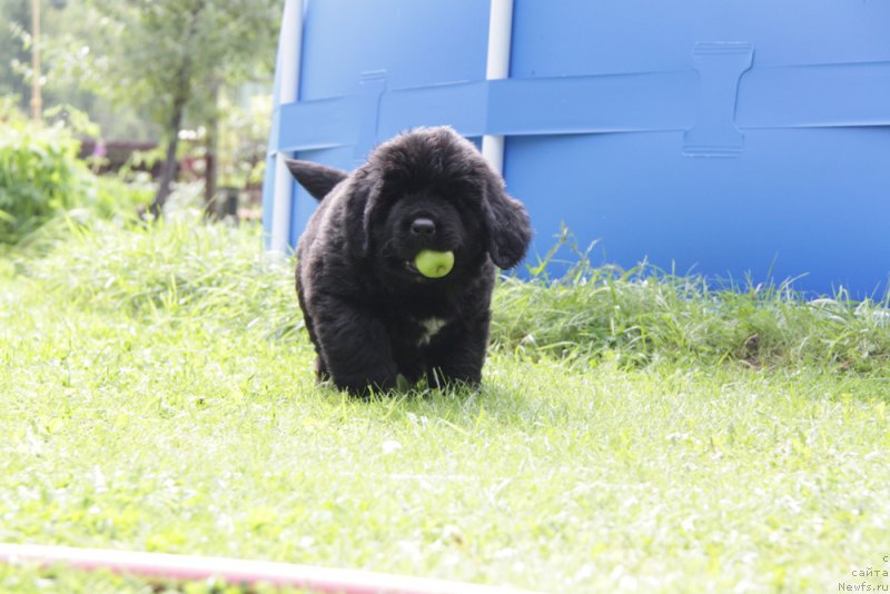 Фото: ньюфаундленд Akvian Song Over ze YUnivers (Аквиан Сонг Овер зе Юниверс)