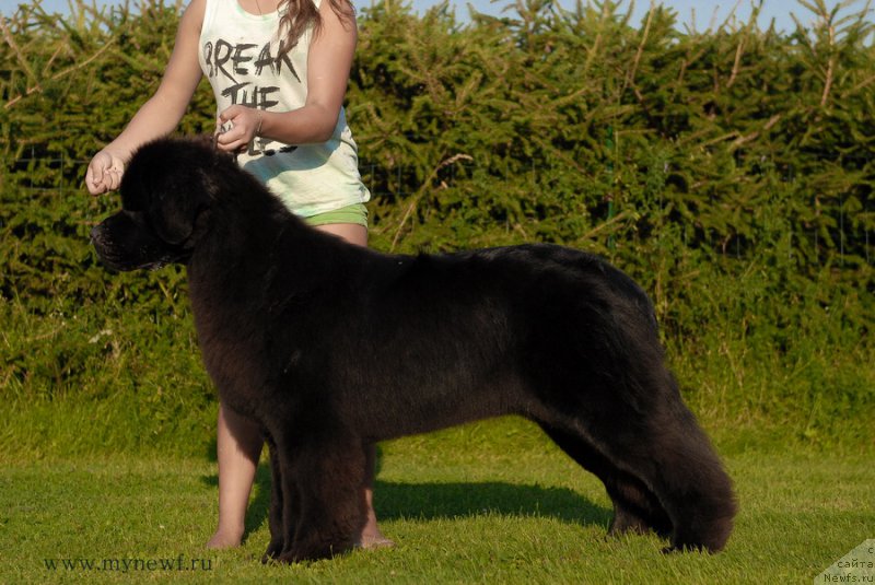 Фото: ньюфаундленд Sent Djons Ziva for Sakala (Сент Джонс Зива фор Сакала)
