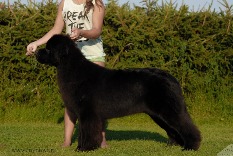 Фото: ньюфаундленд Sent Djons Ziva for Sakala (Сент Джонс Зива фор Сакала)