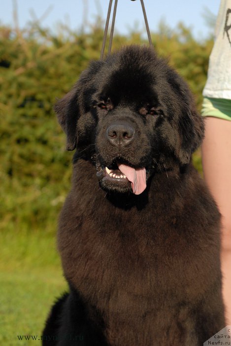 Фото: ньюфаундленд Sent Djons Ziva for Sakala (Сент Джонс Зива фор Сакала)