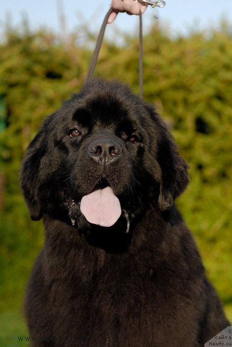 Фото: ньюфаундленд Sent Djons Ziva for Sakala (Сент Джонс Зива фор Сакала)