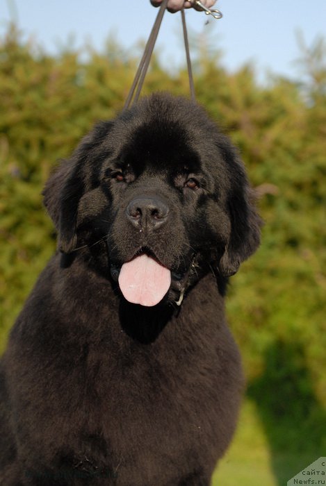 Фото: ньюфаундленд Sent Djons Ziva for Sakala (Сент Джонс Зива фор Сакала)