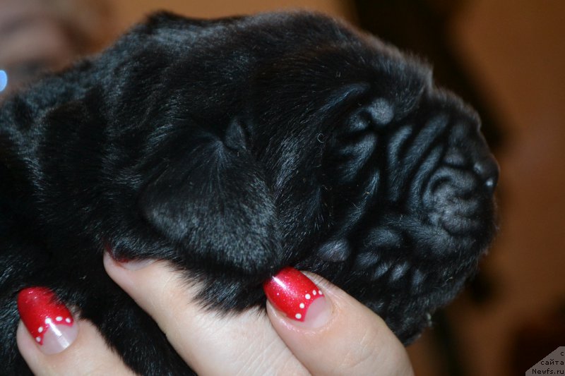 Фото: ньюфаундленд Skarlet O'Hara (Скарлет О'Хара)