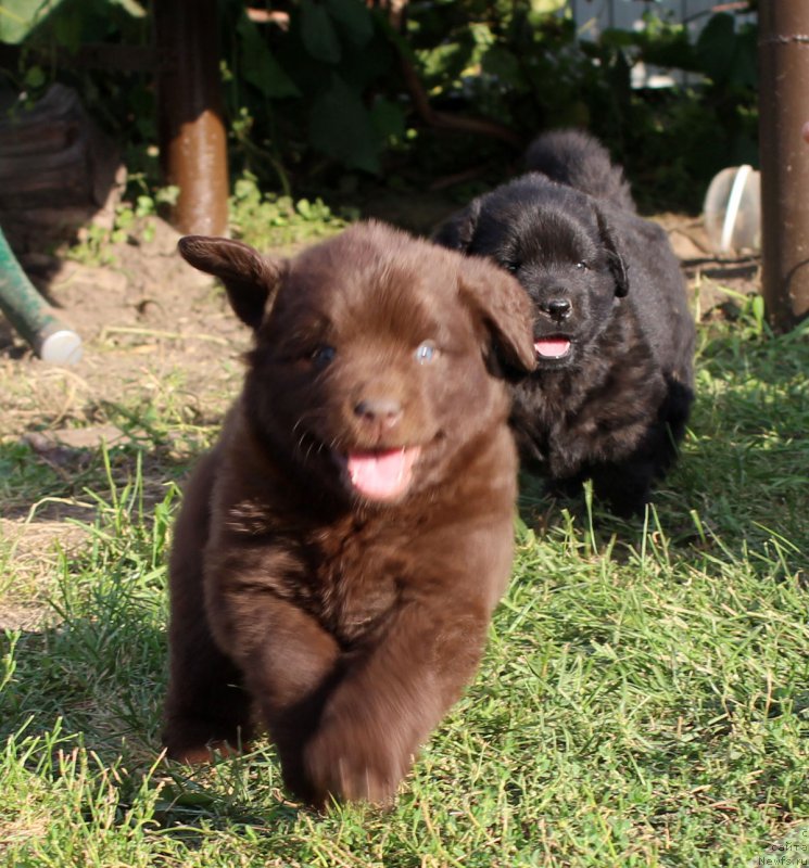 Фото: ньюфаундленд Brownblood MSK Happy Teddy (Браунблад МСК Хэппи Тедди), ньюфаундленд Brownblood MSK Harita Havva (Браунблад МСК Харита Хавва)