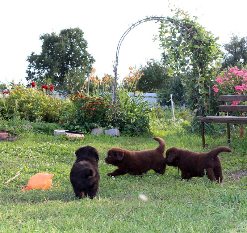 Фотография № 161771