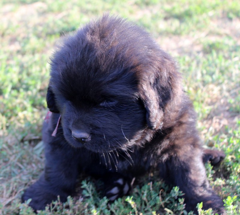 Фотография № 161772