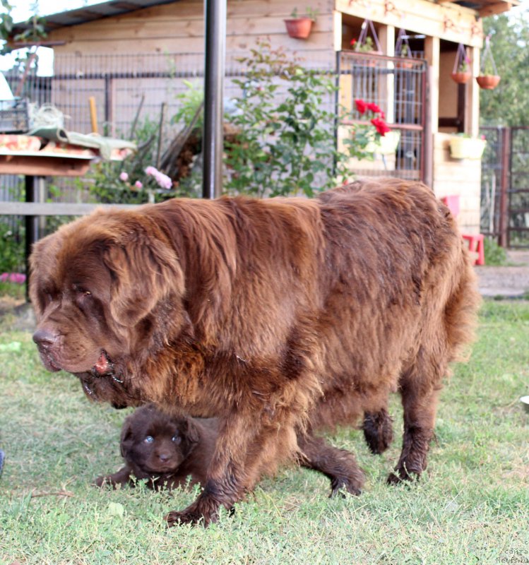 Фото: ньюфаундленд Brownblood MSK Happy Teddy (Браунблад МСК Хэппи Тедди), ньюфаундленд Velikiy Medved' Kameliya (Великий Медведь Камелия)