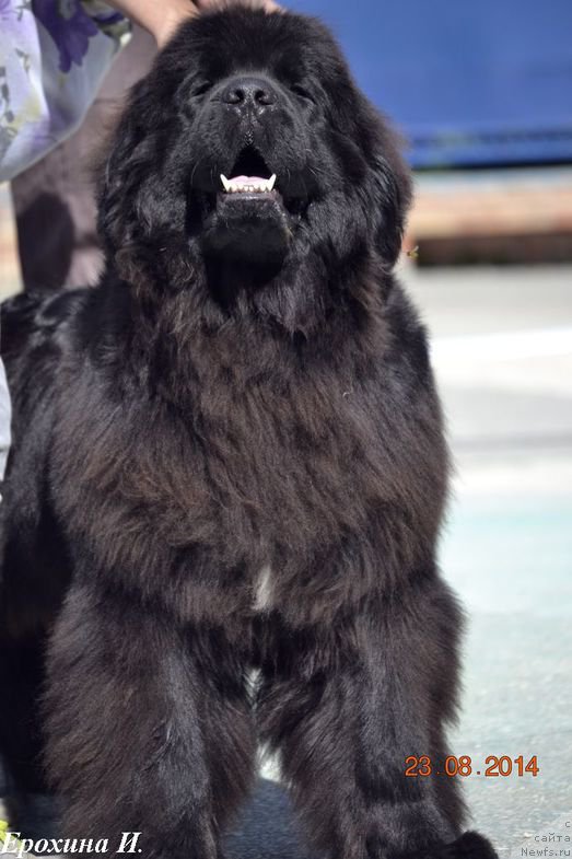Фото: ньюфаундленд Potap Snezhinka na Schastie (Потап Снежинка на Счастье)