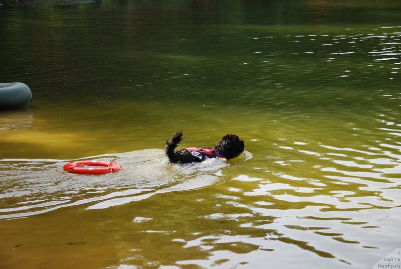 Фото: ньюфаундленд As True for Beguschaya po Volnam Dinastiya Soverchenstva (Аз Труэ Бегущая по Волнам Династия Совершенства)