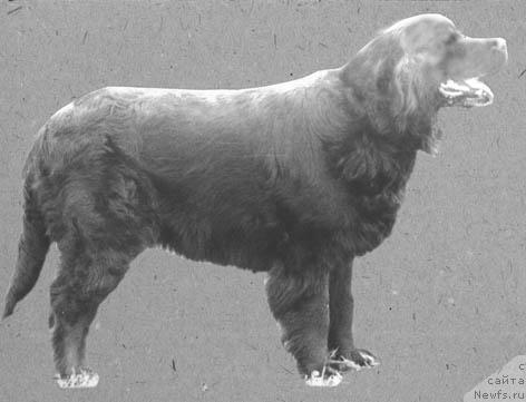 Фото: ньюфаундленд Vikka (Викка)