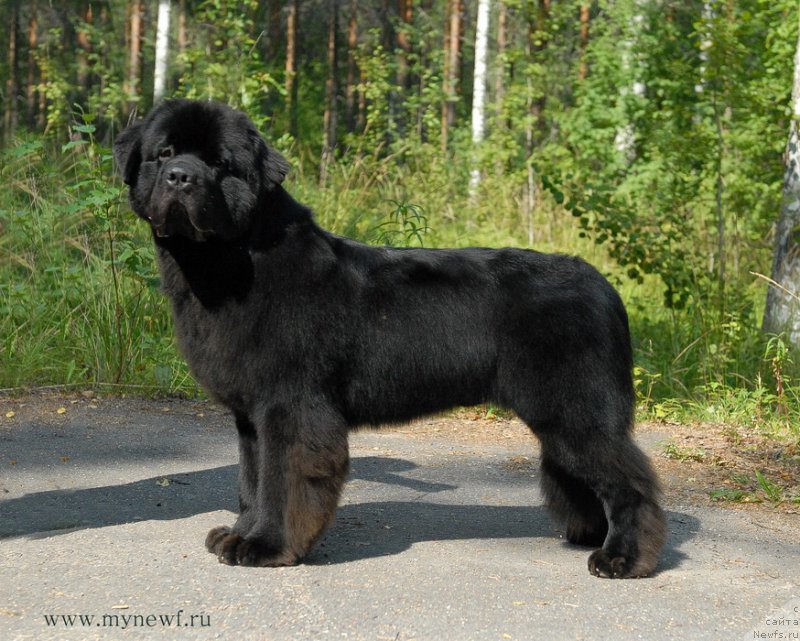 Фото: ньюфаундленд Sent Djons Zaferano (Сент Джонс Заферано)