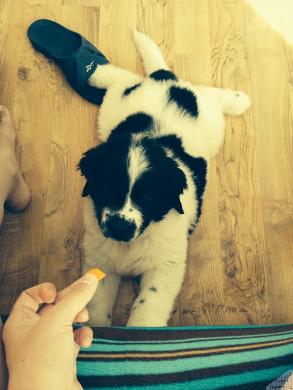 Фотография № 161829