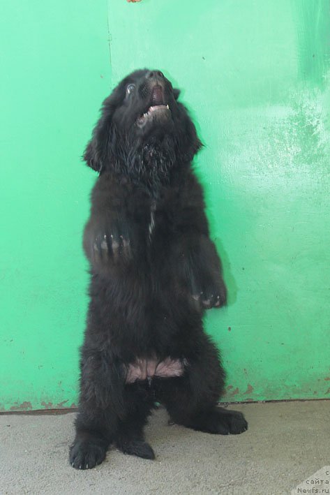 Фото: ньюфаундленд Yanaya s Berega Dona (Яная с Берега Дона)