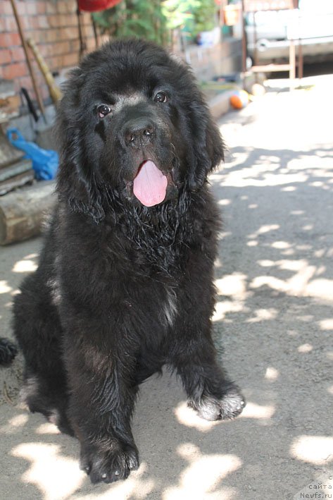 Фото: ньюфаундленд Yanaya s Berega Dona (Яная с Берега Дона)