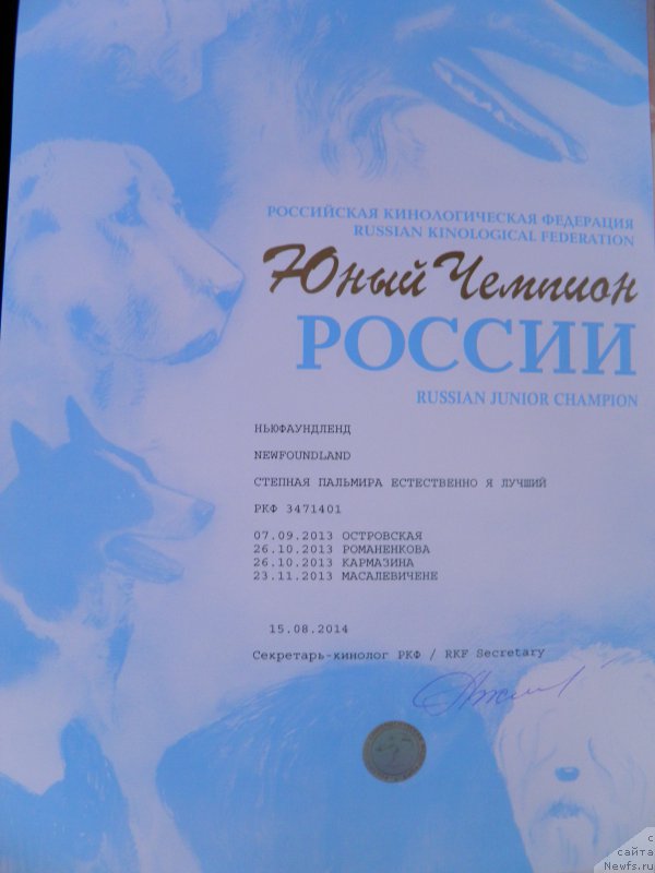 Фото: ньюфаундленд Stepnaya Pal'mira Estestvenno YA Luchshiy (Степная Пальмира Естественно Я Лучший)