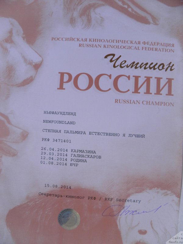 Фото: ньюфаундленд Stepnaya Pal'mira Estestvenno YA Luchshiy (Степная Пальмира Естественно Я Лучший)