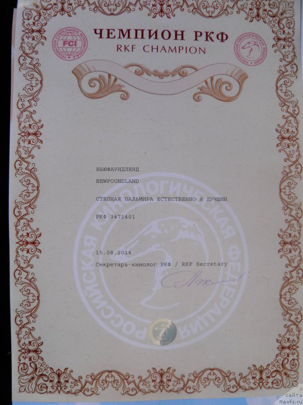 Фото: ньюфаундленд Stepnaya Pal'mira Estestvenno YA Luchshiy (Степная Пальмира Естественно Я Лучший)