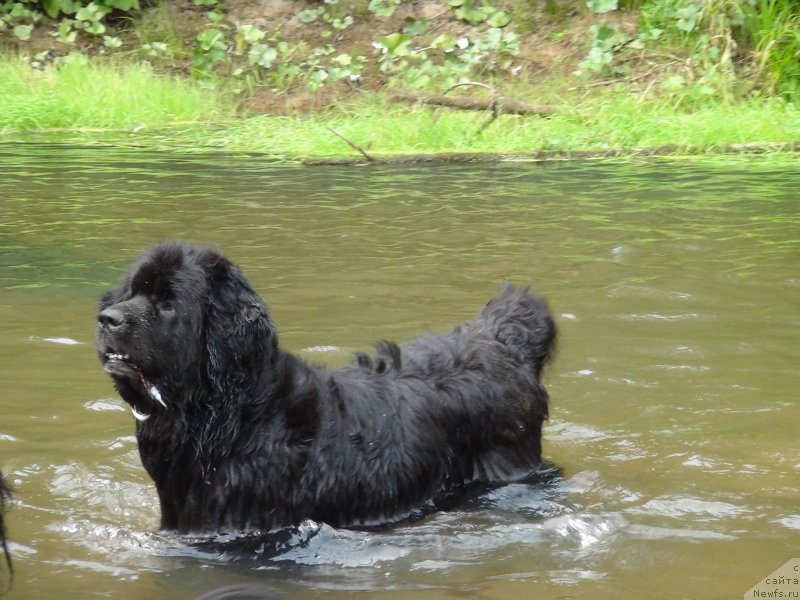 Фото: ньюфаундленд Akin Soul Sofiya (Акин Соул София)