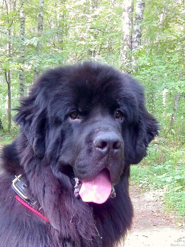 Фото: ньюфаундленд Chernyj Chank s Berega Dona (Черный Чанк с Берега Дона)