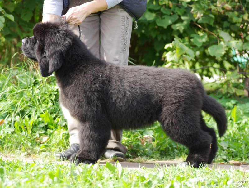 Фото: Бегущая по волнам Чарт Топпер