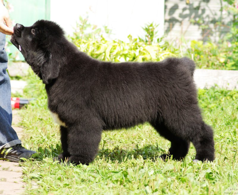 Фото: Бегущая по волнам Чарт Топпер