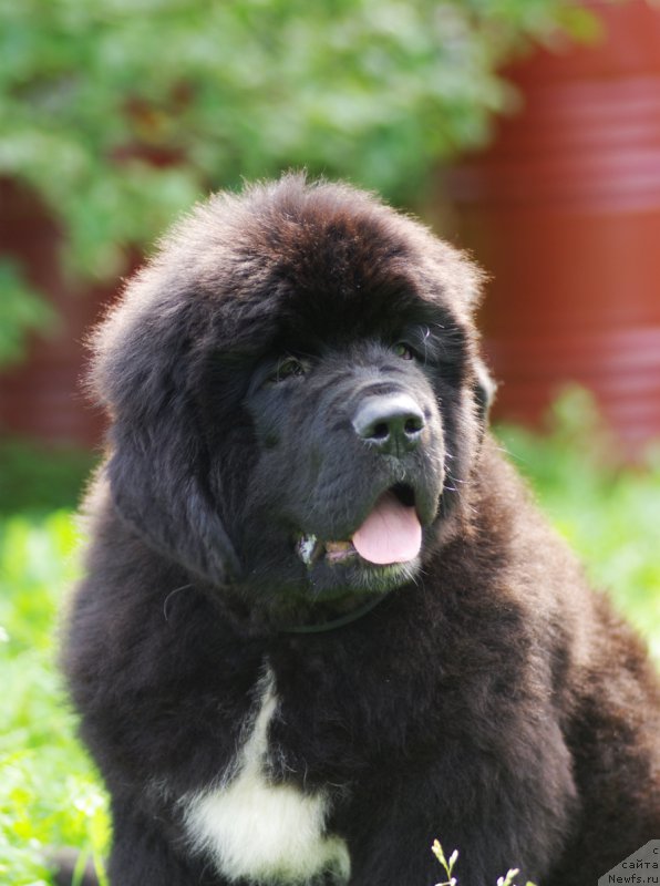 Фотография № 161897