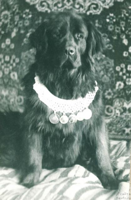 Фото: ньюфаундленд Kerri (Керри)