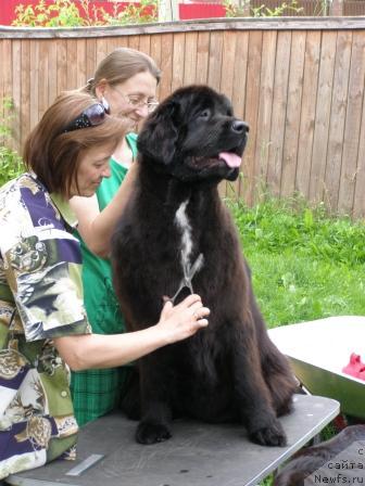 Фото: Ol'ga Koroleva (Ольга Королева), Svetlana Staryih (Светлана Старых), ньюфаундленд Smigar Shelkovaya Noch (Смигар Шелковая Ночь)